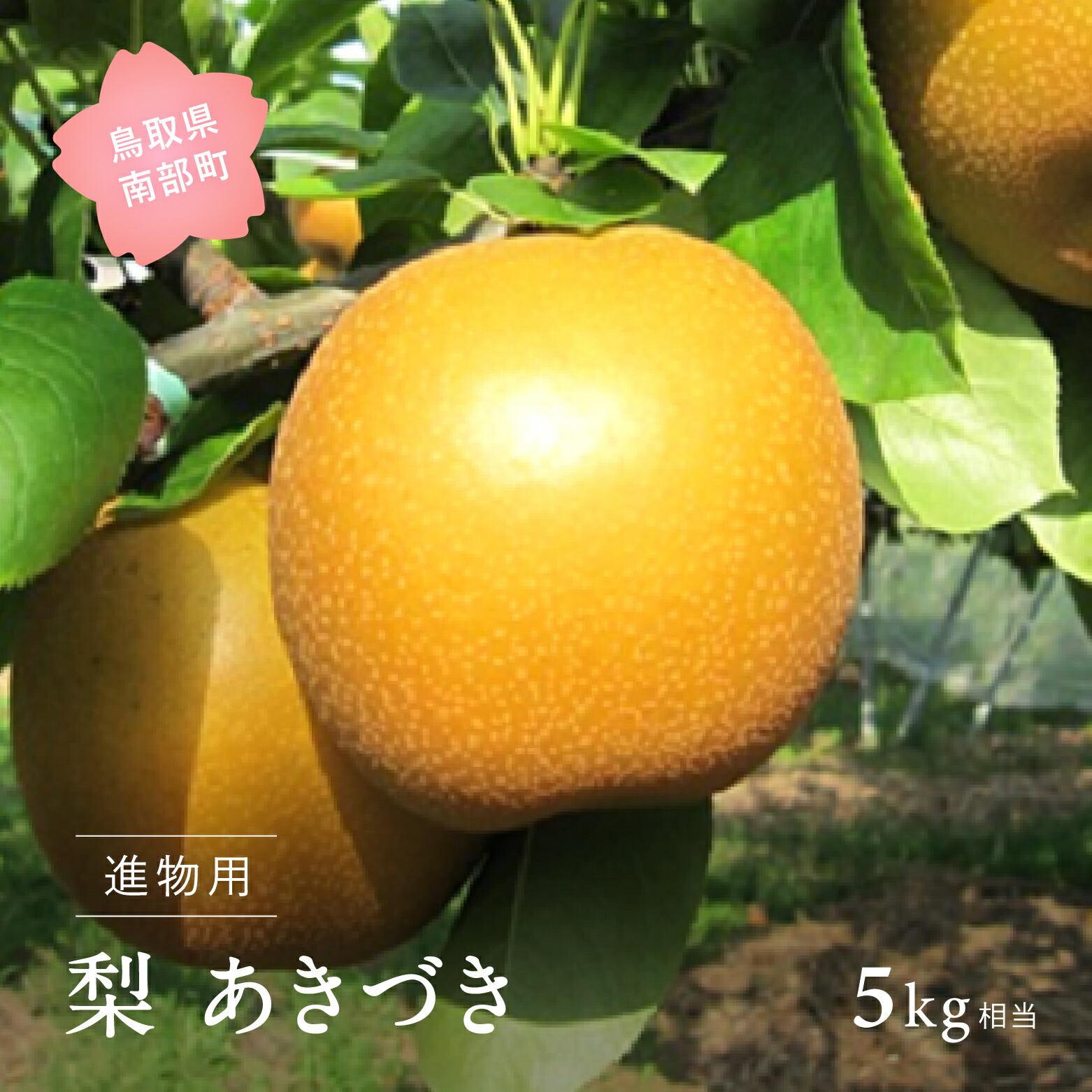 【ふるさと納税】あきづき［梨］（進物用5kg箱）2025年9月出荷予定＜数量限定＞ 梨 なし フルーツ 鳥取県南部町
