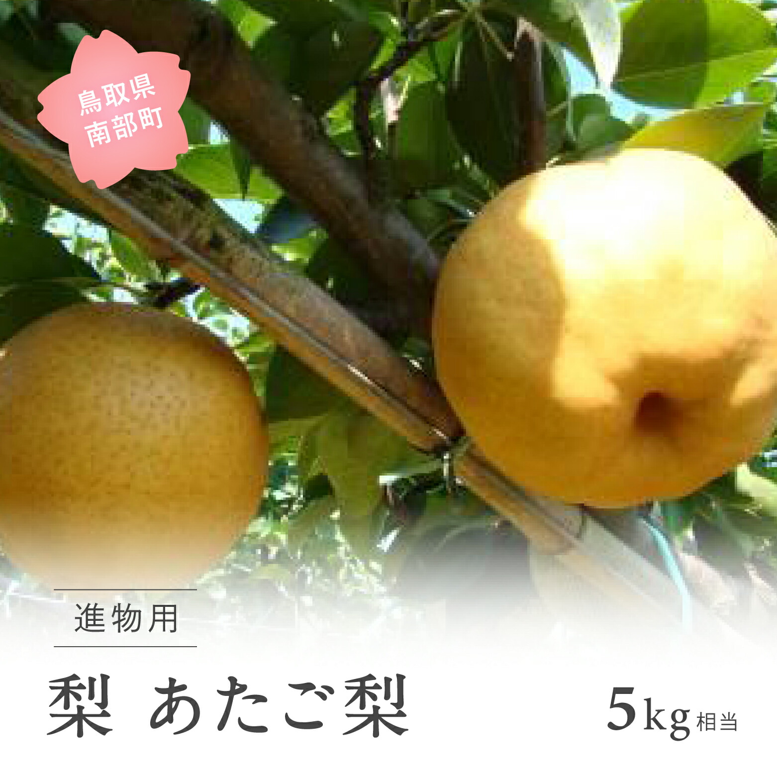 【ふるさと納税】あたご梨（進物用5kg箱） 2025年11月出荷予定 ＜数量限定＞ 梨 なし フルーツ 鳥取県南部町