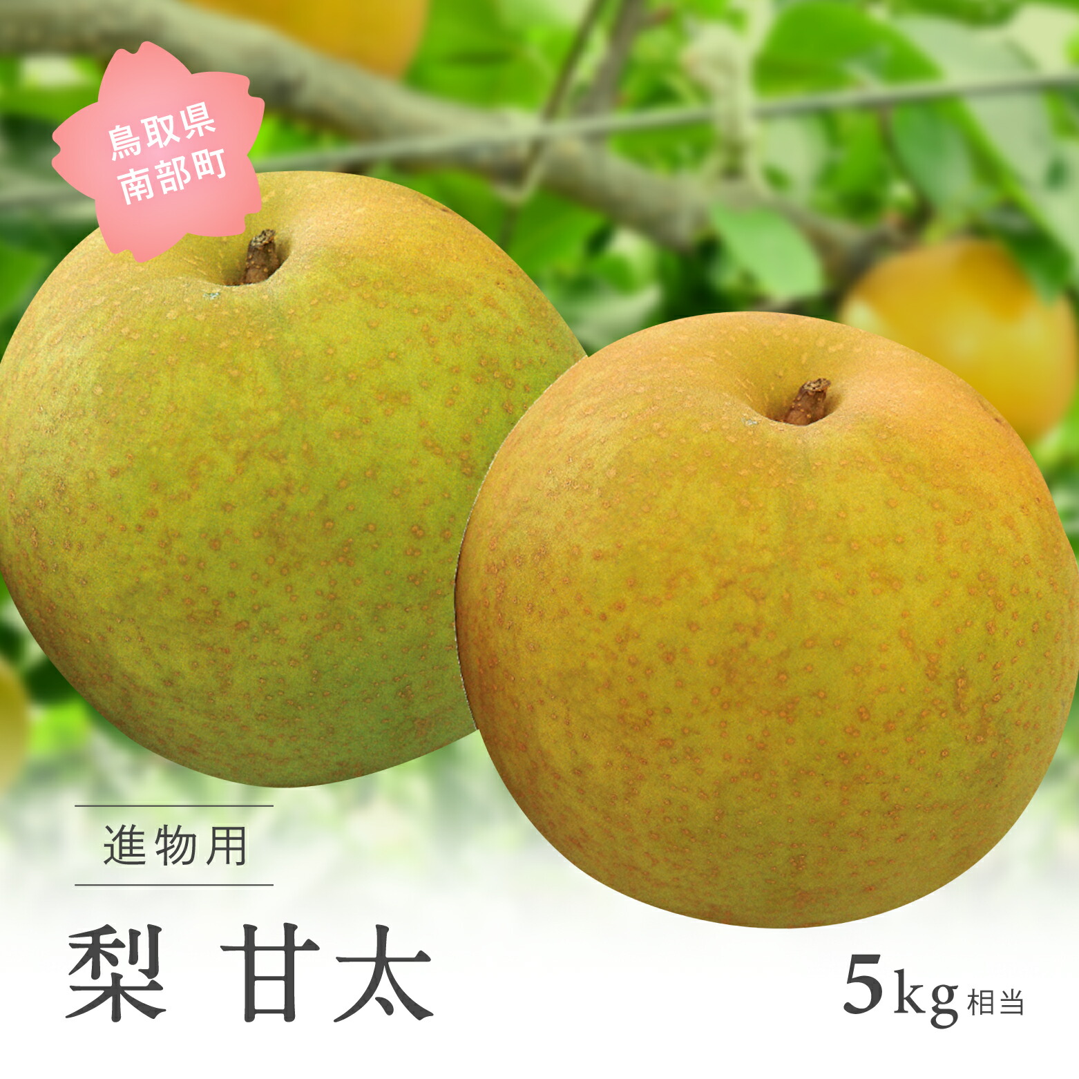 【ふるさと納税】甘太［梨］（進物用5kg箱）2025年9月下旬出荷予定＜数量限定＞  梨 なし フルーツ 鳥取県南部町