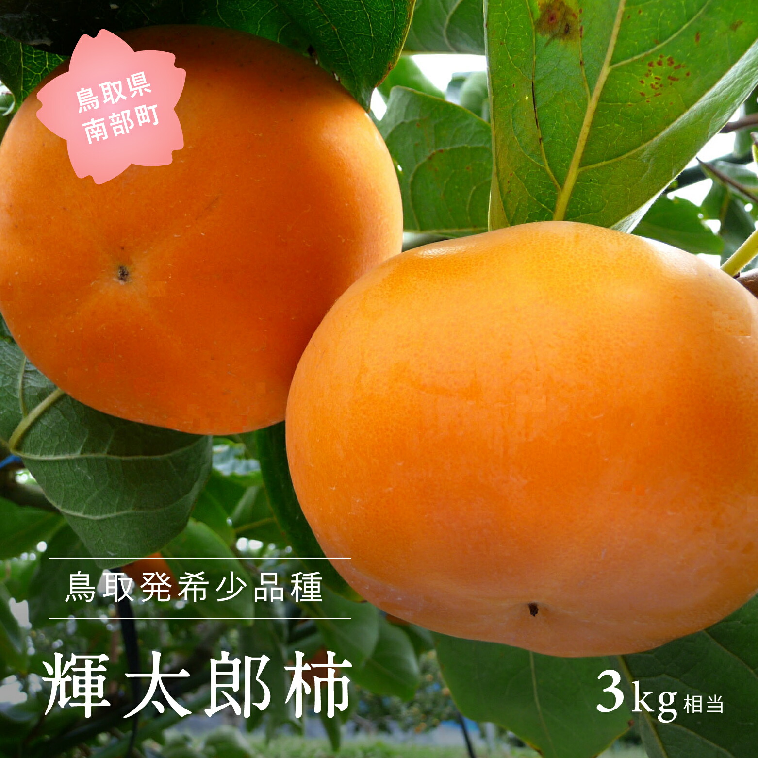 【ふるさと納税】輝太郎 [柿]（進物用3kg箱）2025年10月出荷予定 ＜数量限定＞ 柿 かき カキ フルーツ 鳥取県南部町