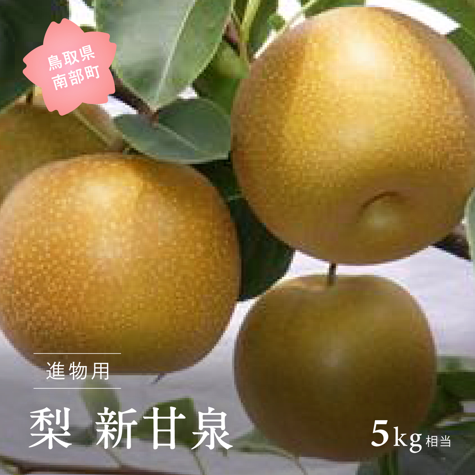 【ふるさと納税】新甘泉［梨］（進物用5kg箱）2025年8月下旬～9月上旬出荷予定＜数量限定＞ 梨 なし フルーツ 鳥取県南部町