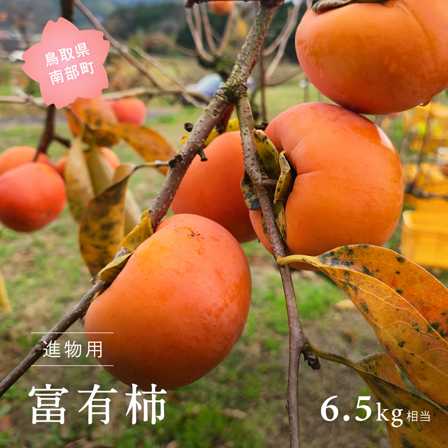 【ふるさと納税】富有柿（進物用6.5kg箱）2025年11月出荷予定＜数量限定＞ 柿 かき カキ フルーツ 鳥取県南部町