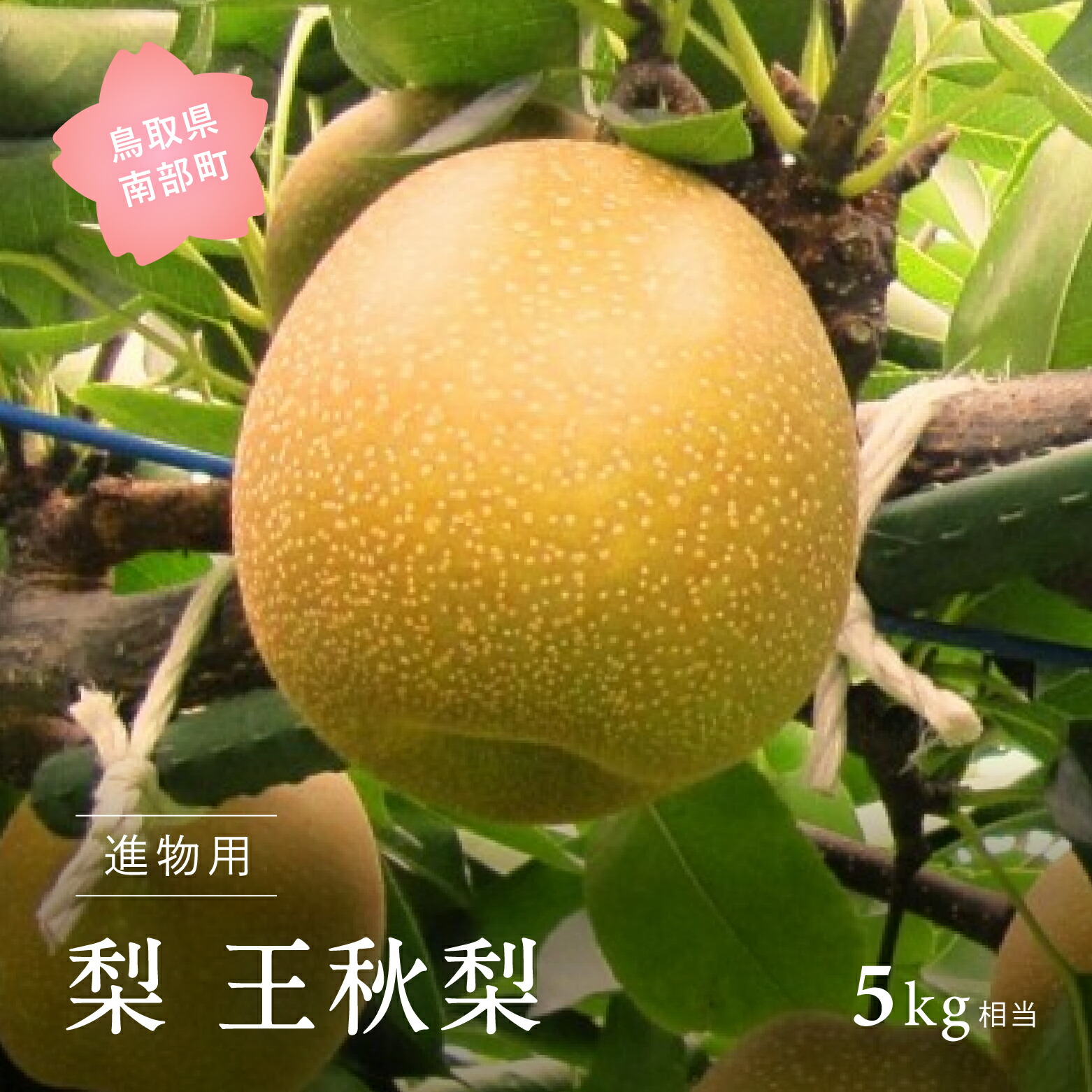 【ふるさと納税】王秋梨（進物用5kg箱） 2025年10月下旬出荷予定＜数量限定＞ 梨 なし フルーツ 鳥取県南部町