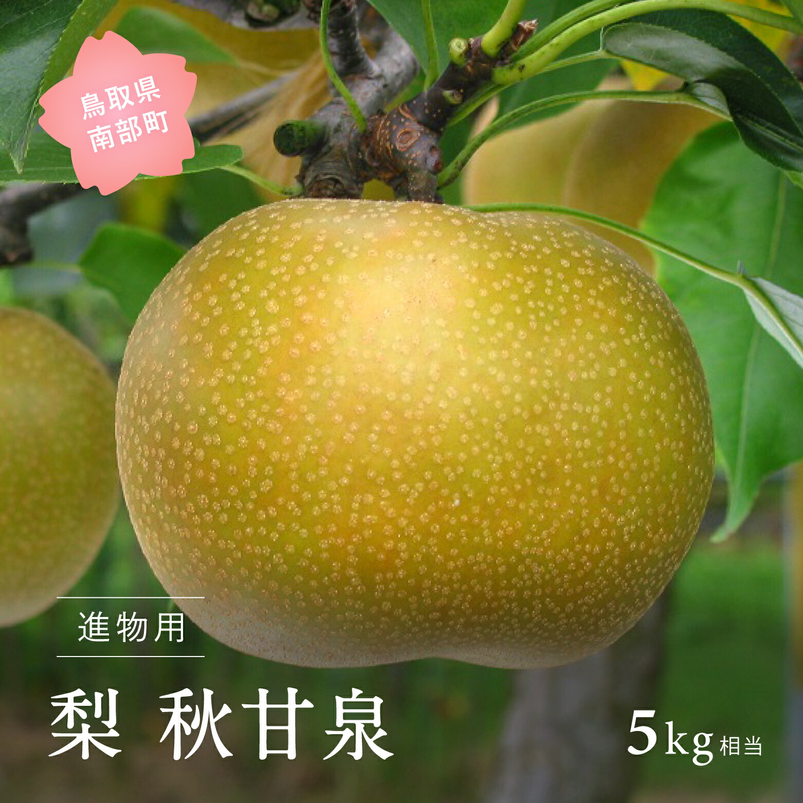 【ふるさと納税】秋甘泉［梨］（進物用5kg箱）2025年9月出荷予定＜数量限定＞ 梨 なし フルーツ 鳥取県南部町