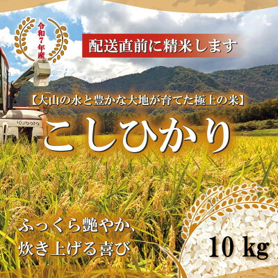 【ふるさと納税】令和7年 鳥取県産　山崎農園こしひかり10kg【1725698】｜鳥取県伯耆町