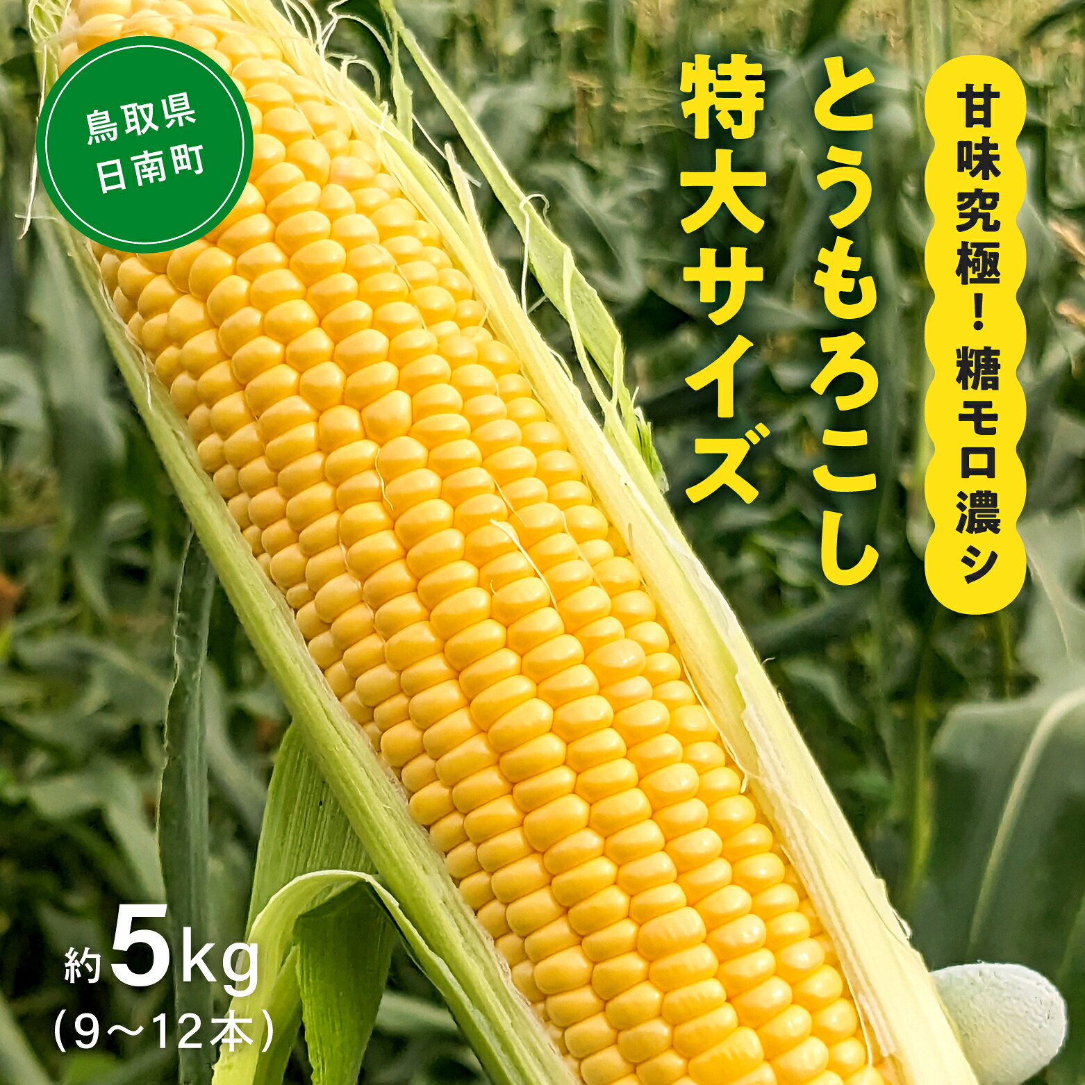 【ふるさと納税】甘味究極！ 糖モロ濃シ 特大サイズ 5kg(9～12本)【とうもろこし】朝どれ直送 スイートコーン 産地直送 【配送不可地域：離島】 鳥取県日南町 星の農園｜鳥取県日南町