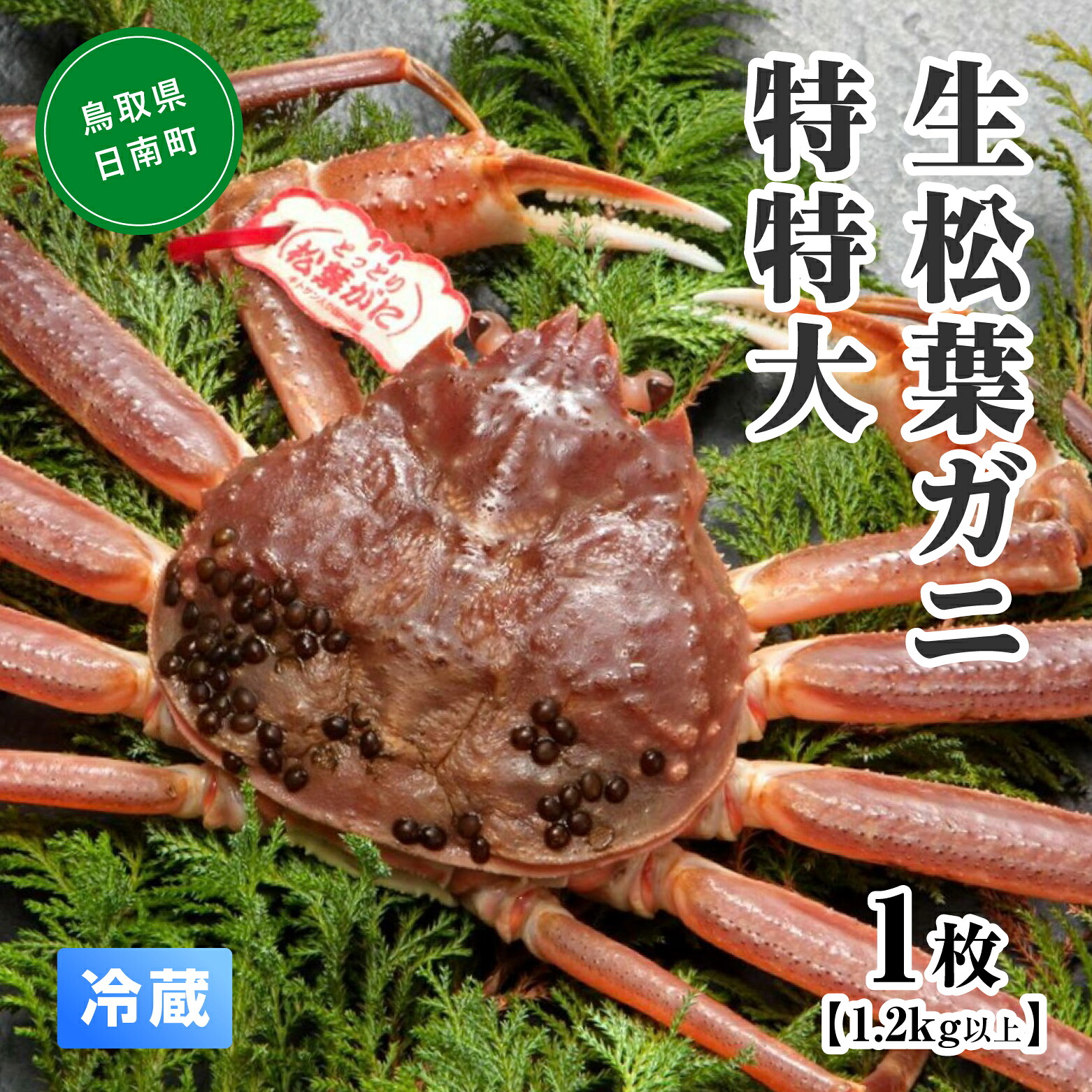 【先行予約】【ふるさと納税】【北海道・沖縄・離島発送不可】活松葉ガニ 特特大 【1枚・1.2kg以上】 川口商店 松葉ガニ 松葉がに かに 蟹 カニ 鳥取県境港｜鳥取県日南町