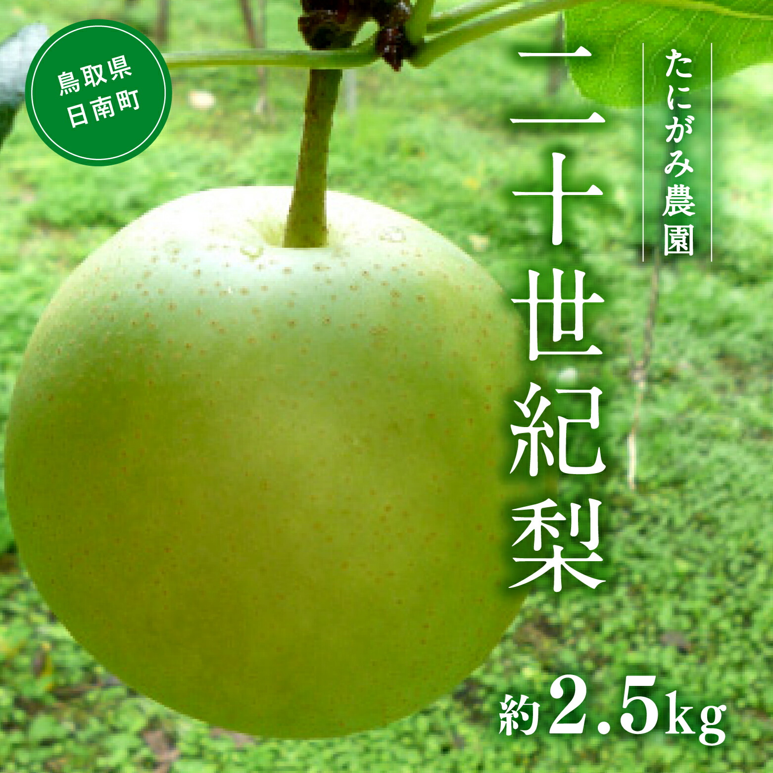 【ふるさと納税】【先行予約】たにがみ農園 二十世紀梨 2.5kg(5～9玉) 梨 なし フルーツ 果物 くだもの 鳥取県 佐治 梨 なし ナシ