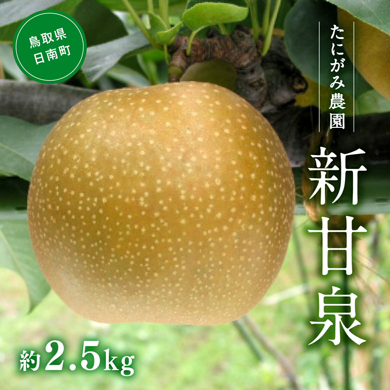 【ふるさと納税】【先行予約】たにがみ農園 新甘泉梨 2.5kg(5～9玉) 梨 なし フルーツ 果物 くだもの 鳥取県 佐治 梨 なし ナシ