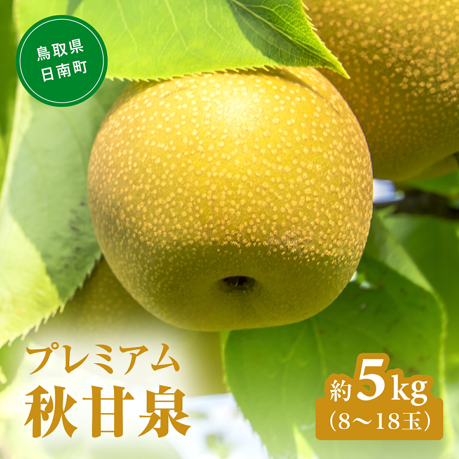【ふるさと納税】プレミアム秋甘泉（あきかんせん） 5kg前後(8～18玉前後) 梨 なし 果物 日南町 高間商店｜鳥取県日南町