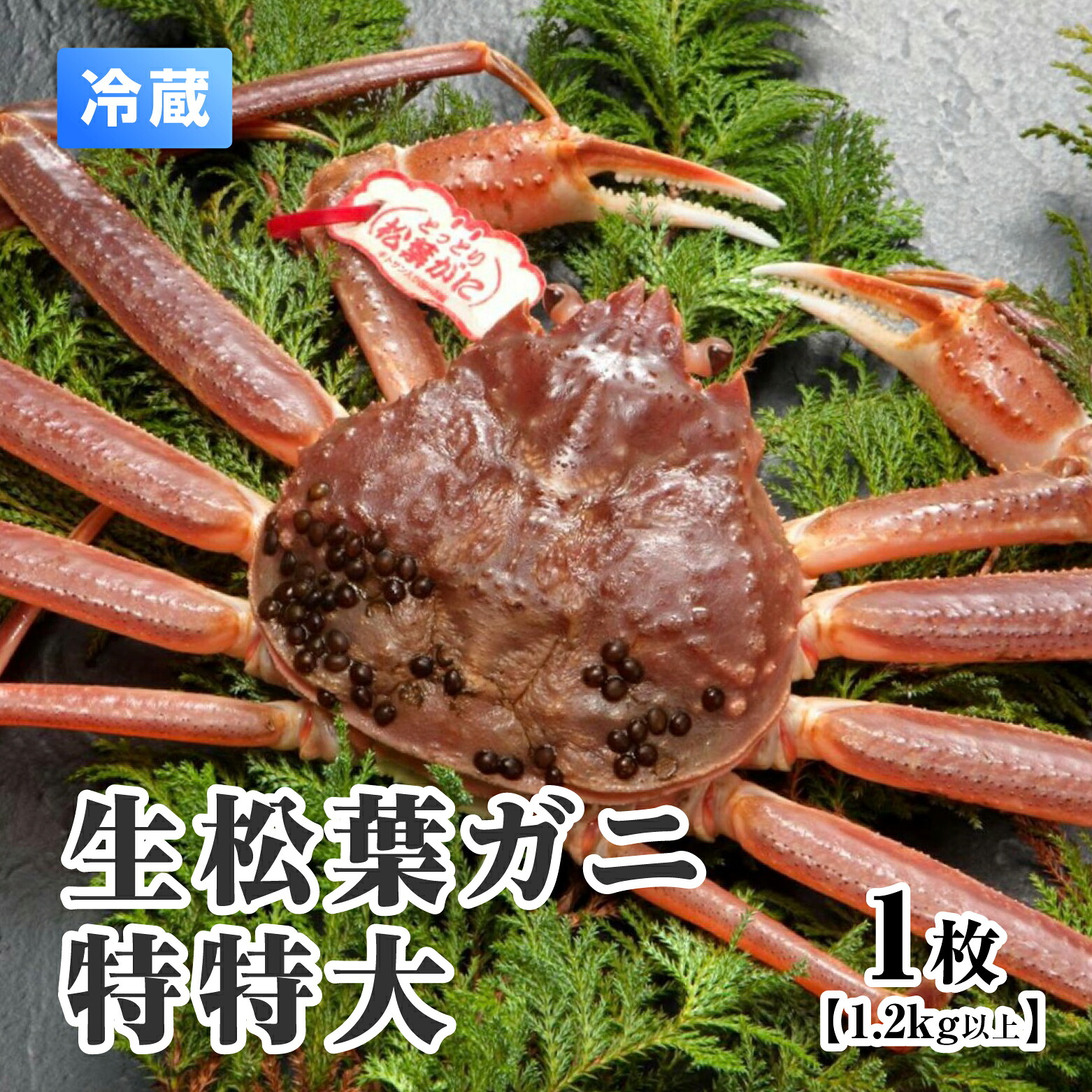 【先行予約】【ふるさと納税】【離島発送不可】活松葉ガニ 特特大 【1枚・1.2kg以上】 川口商店 松葉ガニ 松葉がに かに 蟹 カニ 鳥取県境港 冷蔵 鳥取県日野町|鳥取県日野町