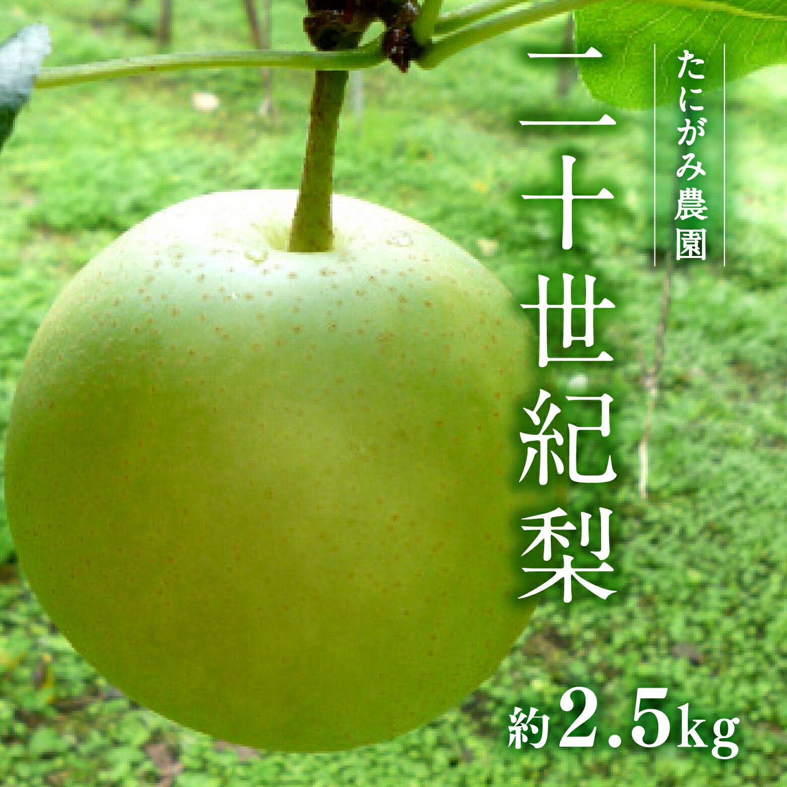 【ふるさと納税】【先行予約】たにがみ農園 二十世紀梨 2.5kg(5～9玉) 梨 なし フルーツ 果物 くだもの 鳥取県 佐治 梨 なし ナシ 鳥取県日野町