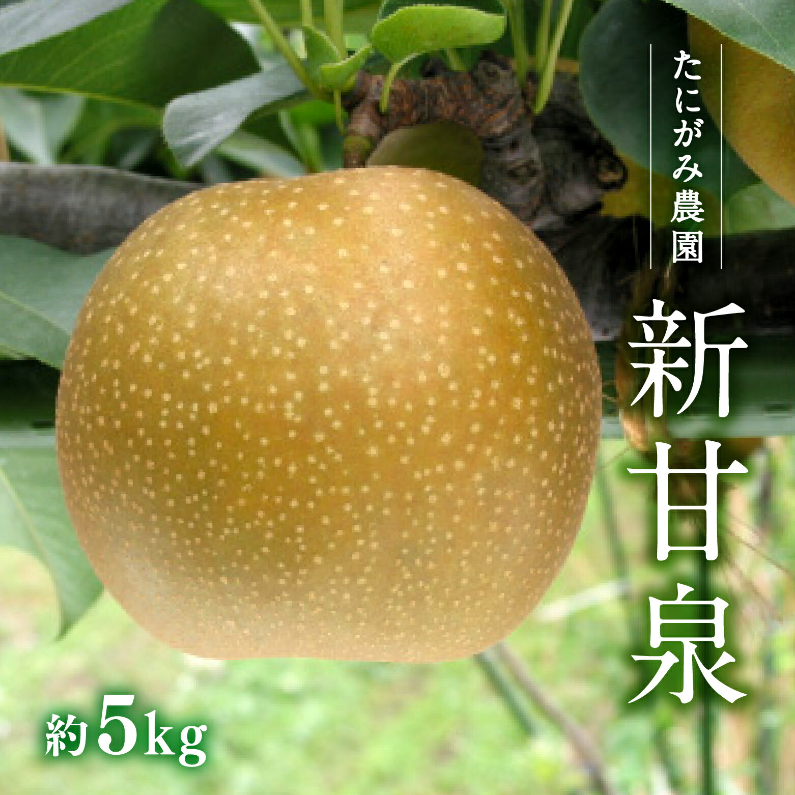 【ふるさと納税】【先行予約】たにがみ農園 新甘泉梨 5kg(10～18玉) 梨 なし フルーツ 果物 くだもの 鳥取県 佐治 梨 なし ナシ 鳥取県日野町