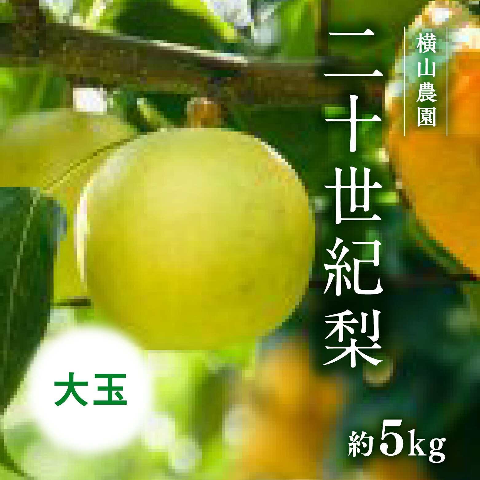 【ふるさと納税】【先行予約】横山農園 大玉厳選 二十世紀梨 5kg(10～12玉) 梨 なし フルーツ 果物 くだもの 鳥取県 佐治 梨 なし ナシ 鳥取県日野町