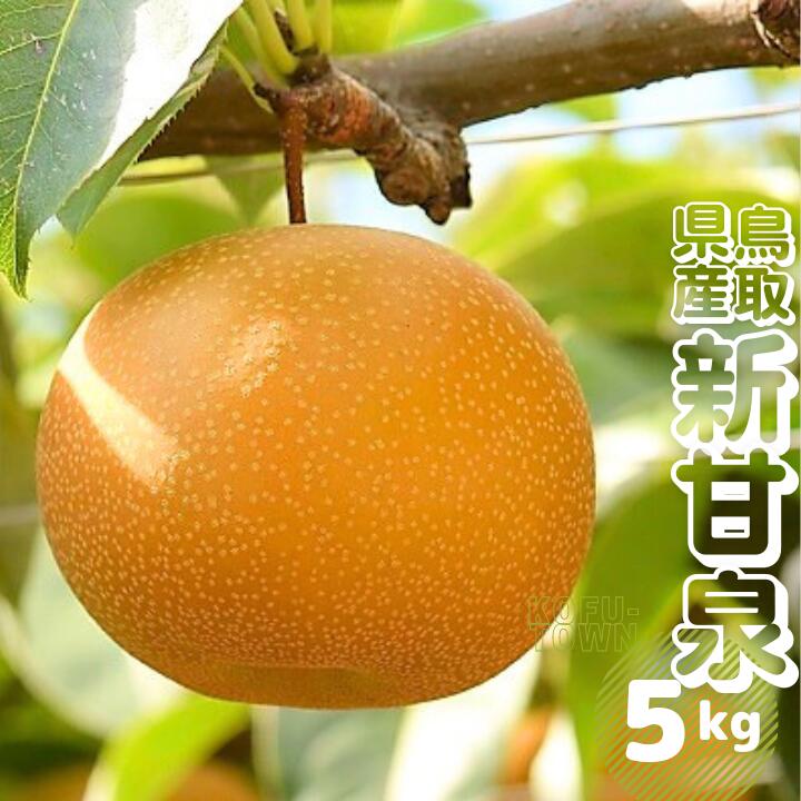 【ふるさと納税】新甘泉 梨 約5kg 9～18玉前後 先行予約受付 2025年秋収穫分 鳥取県産 なし しんかんせん 5キロ TM28 0684