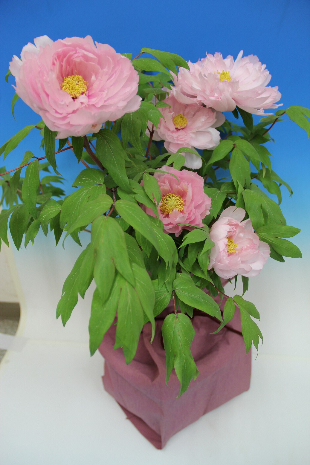 ふるさと納税 松江大根島牡丹 宝寿ぼたん 5輪咲き 松江 花 牡丹 ぼたん 鉢植え 期間限定 鉢花 050 13 島根県松江市