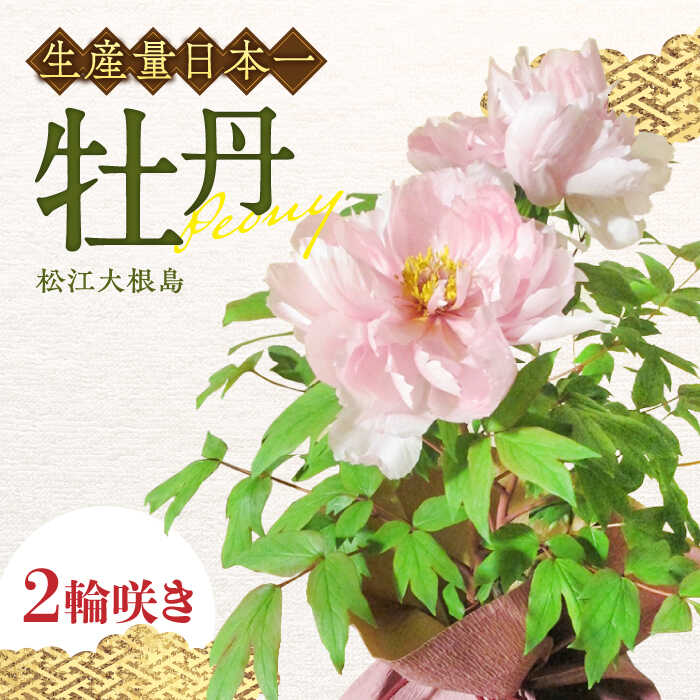 楽天市場】【ふるさと納税】鉢植え 松江大根島牡丹(宝寿ぼたん) 5輪