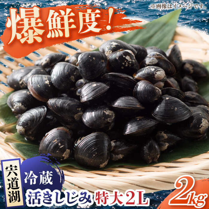 【ふるさと納税】鮮度抜群の貴重な特大粒！宍道湖産しじみ2Lサイズ2kg(生鮮･砂抜済･活しじみ) 島根県松江市/有限会社藤本米穀店[ALCG009]｜しじみ シジミ 蜆 しじみ汁
