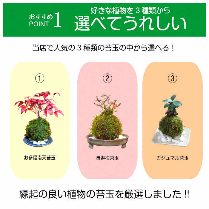 観葉植物 こけ玉 1315 天然苔専門店 南天 観葉植物 花 観葉植物 の木 盆栽 1315 天然苔専門店 天然 弥栄苔 ハイゴケ ガジュマル 長寿梅 苔盆栽 ふるさと納税 選べる縁起物苔玉 ２個セット 島根県浜田市 魅力的な価格