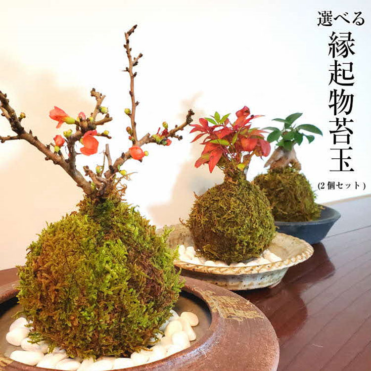 ガジュマル 観葉植物 花 観葉植物 長寿梅 ハイゴケ 1315 天然苔専門店 ふるさと納税 1315 天然苔専門店 天然 観葉植物 こけ玉 弥栄苔 選べる縁起物苔玉 ２個セット 島根県浜田市 ふるさと納税 南天 の木 盆栽 苔盆栽