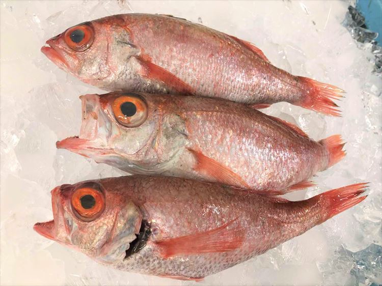 【ふるさと納税】【レビューCP対象】旨脂！のどぐろ（鮮魚）３～4匹（計800ｇ程度） 魚 鮮魚 海鮮 のどぐろ 冷蔵 高級魚 下処理済 煮付け 塩焼き 【006_1523】