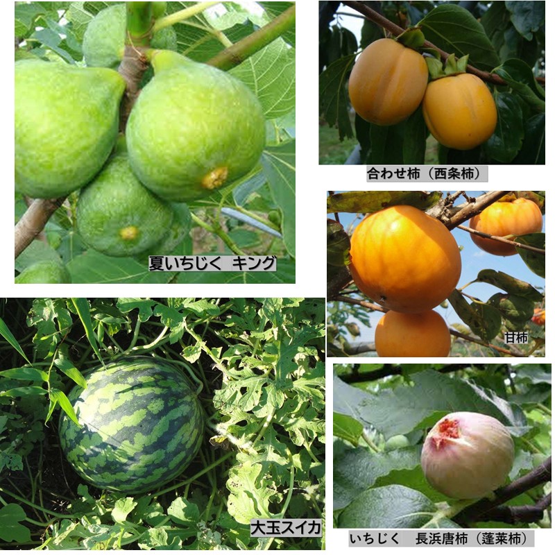 【ふるさと納税】【先行予約】山陰浜田の無花果「キング」ほか果物5種セット【定期便】 【113_2065】 43,550円