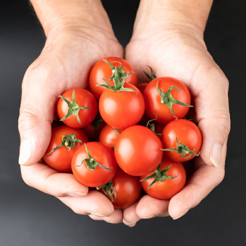 【ふるさと納税】希トマトジュース5本|食塩無添加無塩tomato野菜セット飲料瓶お取り寄せ人気おすすめ島根県出雲市