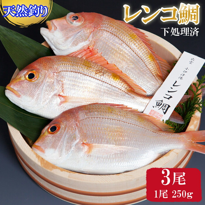 【ふるさと納税】天然 釣り レンコ鯛 750g (250g×3尾) 下処理済 タイ 魚 魚介類 海の幸 冷凍 お正月 お祝い 100日 お食い初め