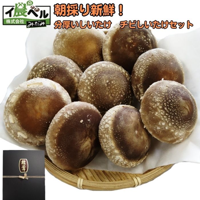 【ふるさと納税】朝採り新鮮！分厚いしいたけ　チビしいたけセット 600g ギフト 肉厚 島根県産
