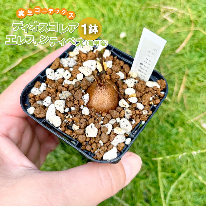 r*n様 メキシコ亀甲竜①　２０センチオーバー　特大株　セラアート丸鉢３３　現品 メキシコ亀甲竜① 特大株 セラアート丸鉢33 特選品 鉢ごと配送