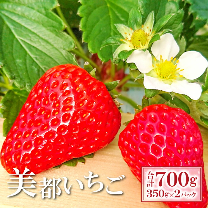 【ふるさと納税】 先行予約 完熟いちご 350g×2パック 果物 フルーツ 苺 初物 美都いちご 紅ほっぺ かおりの よつぼし おいCベリー 新鮮 農家直送 ジューシー 期間限定 季節限定 早期予約 11月20日頃～12月15日頃発送 冷蔵 特産品 お取り寄せ グルメ