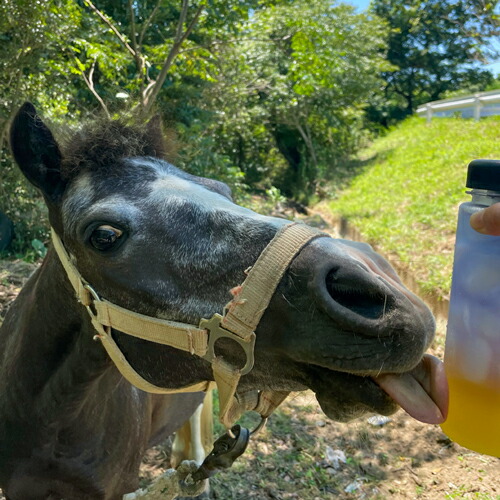 A-704 さんさん牧場の『バタフライピーティ―詰め合わせ』(引退競走馬の飼育寄付つき)