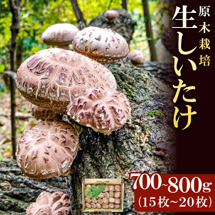 【ふるさと納税】 先行予約 原木生しいたけ 700～800g 15～20枚 野菜 きのこ 椎茸 珍しい 原木栽培 塩焼き バター醤油 季節限定 期間限定 早期予約 特産品 お取り寄せ グルメ