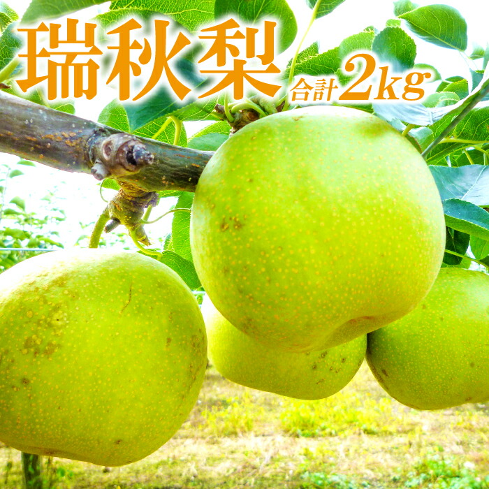 【ふるさと納税】 先行予約 瑞秋梨 2kg 6玉位 梨 果物 くだもの フルーツ 旬  8月下旬～9月下旬発送 期間限定 季節限定 ギフト 贈り物 お土産
