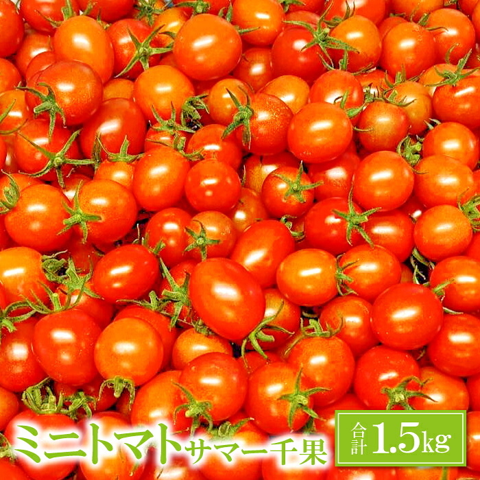 【ふるさと納税】 ミニトマト 甘い 1.5kg 1箱 サマー千果 旬 トマト 濃厚 自家製肥料 リコピン ギフト 贈り物 お弁当 食材 野菜 先行予約 期間限定 9月下旬～11月中旬発送｜島根県益田市