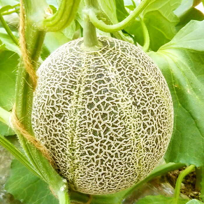 【ふるさと納税】特選 アムスメロン 5kg 4～5玉 糖度 16度以上 高糖度 季節限定 期間限定 果物 フルーツ お土産 プレゼント 贈り物 贈答 ギフト ご褒美 贅沢 メロン