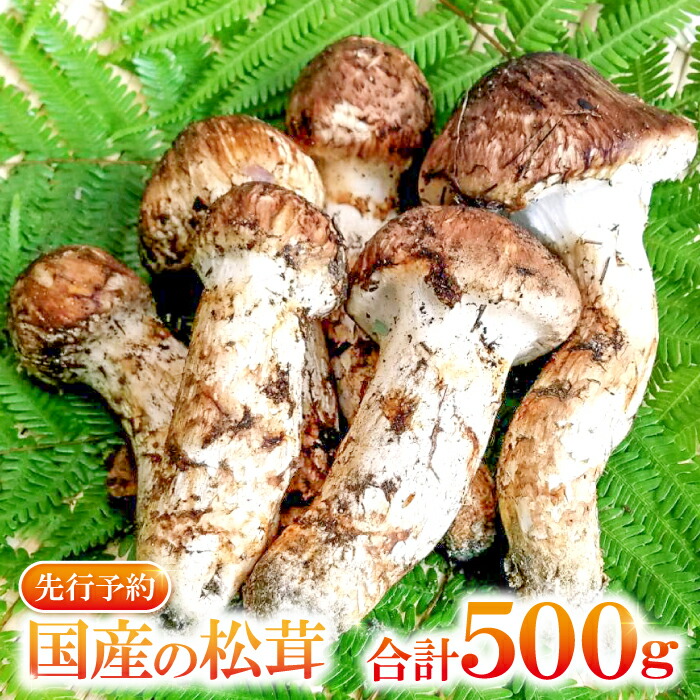 【ふるさと納税】 先行予約 まつたけ 500g きのこ 松茸 つぼみ 開き コロ 混合 朝採れ 高級 貴重 松茸ご飯 焼き松茸 土瓶蒸し お吸い物 秋の味覚 期間限定 季節限定 10月～11月初旬発送 冷蔵 特産品 お取り寄せ グルメ