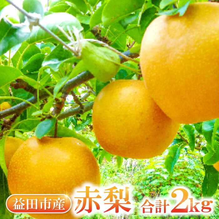【ふるさと納税】 先行予約 赤梨 2kg 詰め合わせ セット 幸水梨 豊水梨 新高梨 新興梨 果物 くだもの フルーツ 梨 季節限定 期間限定 ギフト 贈り物 お土産 特産品 お取り寄せ