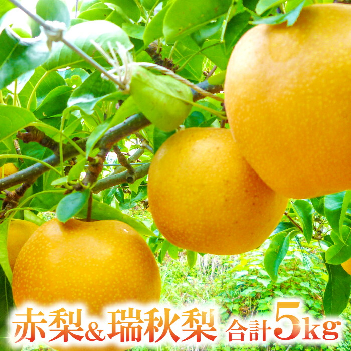 【ふるさと納税】 先行予約 赤梨 瑞秋梨 詰め合わせ セット 5kg 幸水梨 豊水梨 新興梨 新高梨 お楽しみ おまかせ 8月中旬～9月中旬発送 梨 ナシ ギフト 贈り物 お土産 季節限定 期間限定