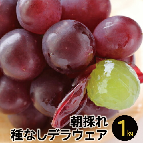 楽天市場 ふるさと納税 ぶどう くだもの 果物 島根県産 B243 デラウェア ２ｋｇ 島根県大田市