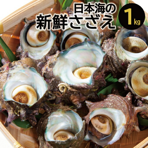 A 0 日本海の新鮮さざえ