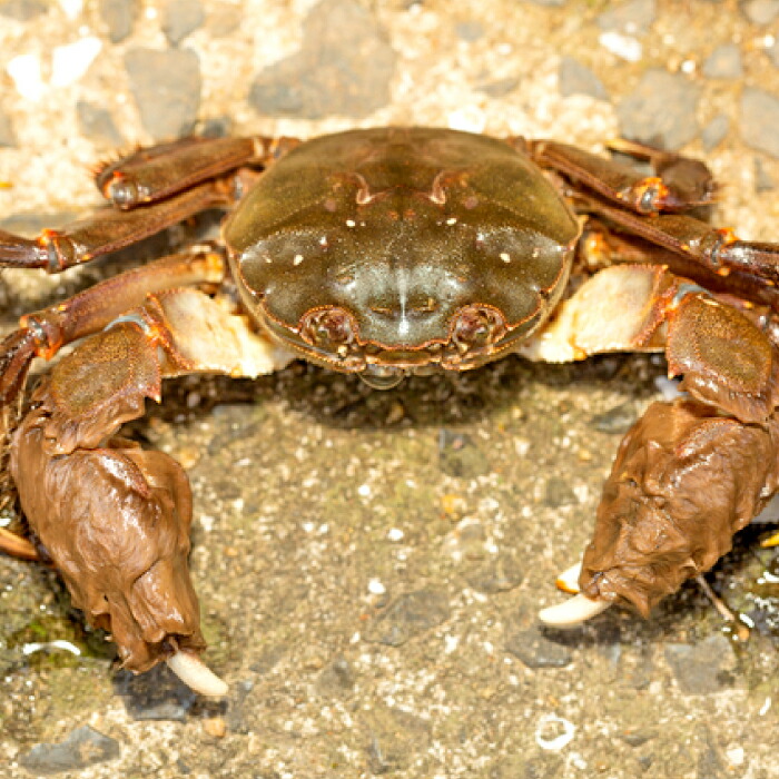 【ふるさと納税】 高津川 天然川がに 750g 季節限定 川がに ツガニ 蟹 もくずがに モクズガニ みそ コク 塩ゆで かに汁 一級河川｜島根県益田市