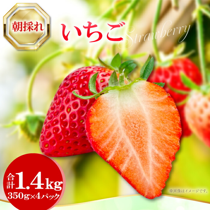 【ふるさと納税】 先行予約 朝採れいちご 1.4kg 350g×4パック 果物 フルーツ 苺 ジューシー 期間限定 季節限定 早期予約 冷蔵 特産品 お取り寄せ グルメ