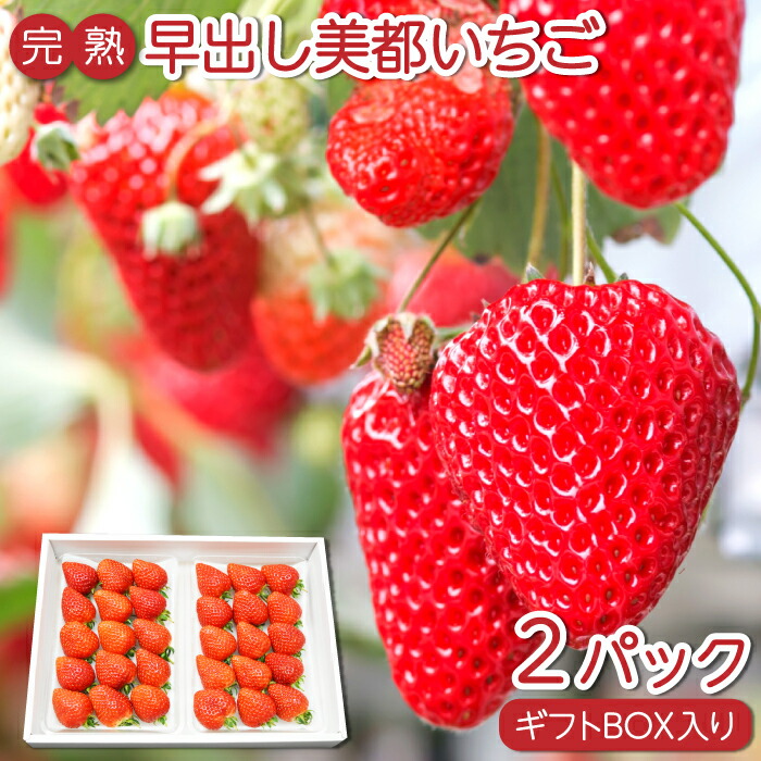 【ふるさと納税】 先行予約 美都いちご 平2パック 果物 フルーツ 苺 早出し 大粒 ギフトBOX 期間限定 季節限定 早期予約 12月上旬～12月20日発送 冷蔵 特産品 贈答品 お取り寄せ グルメ ギフト