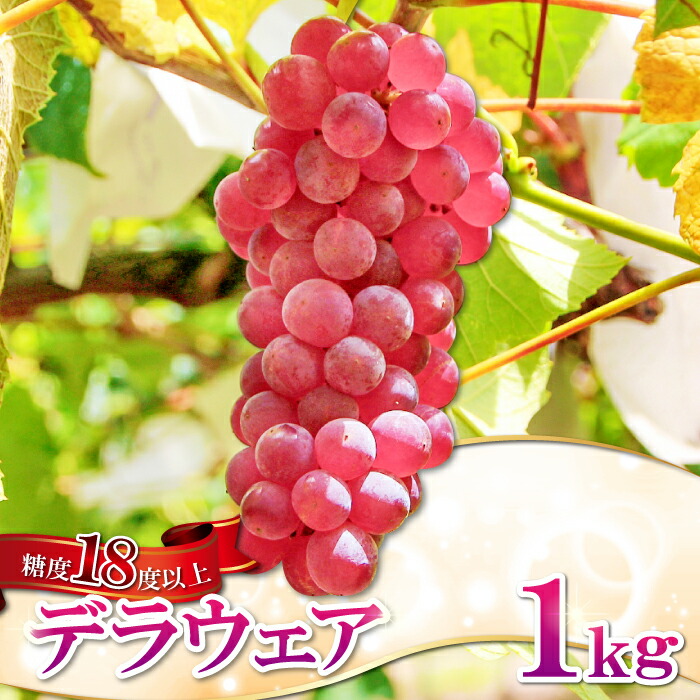【ふるさと納税】デラウエア 1kg 先行予約 果物 くだもの フルーツ ブドウ ぶどう 葡萄 期間限定 季節限定 早期予約 糖度18度以上 種なし