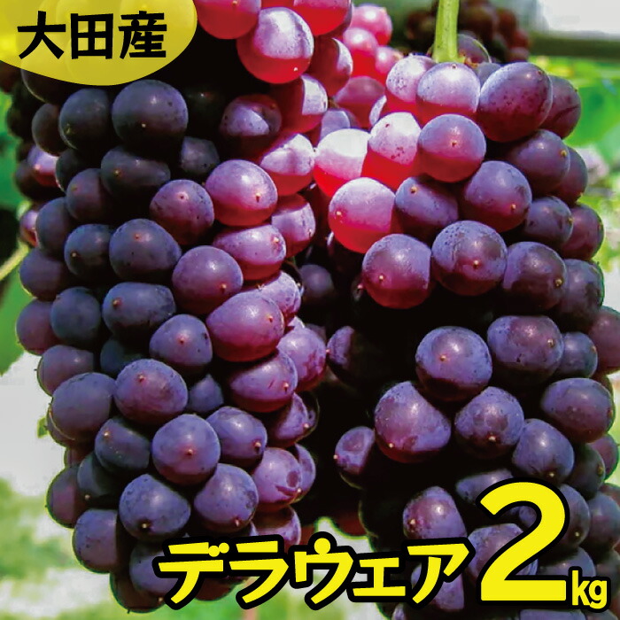 【ふるさと納税】 【果物 フルーツ ぶどう】 デラウェア 2kg 約11～14房 国産 島根県産 大田市 期間限定 季節限定 ブドウ くだもの プレゼント 特産品 お取り寄せ グルメ