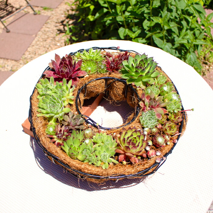 【ふるさと納税】センペルビウム 貸しさげる型 寄せ植え 1鉢 草木 緑であること よせうえ 観葉草木 手植え 癒し 室内装飾 自然的 愛くるしげ 気取らない 一般受け 差し上げ物 差し上げ物 差し上げ物