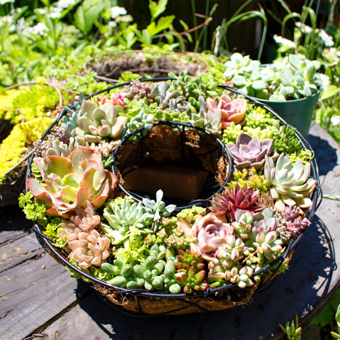 【ふるさと納税】多肉植物 借り上げる型 寄せ植え 1鉢 おすすめ 約30種 草木 緑であること よせうえ 観葉草木 手植え 癒し 室内装飾 自然的 可愛らしい 気取らない 一般受け 差し上げ物 差し上げ物 差し上げ物