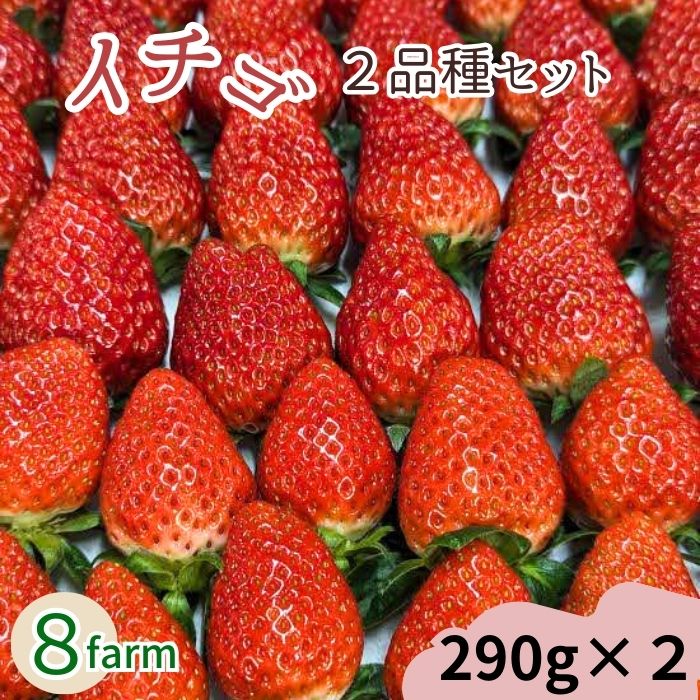 【ふるさと納税】イチゴ2品種セット【2パック  苺  安来】