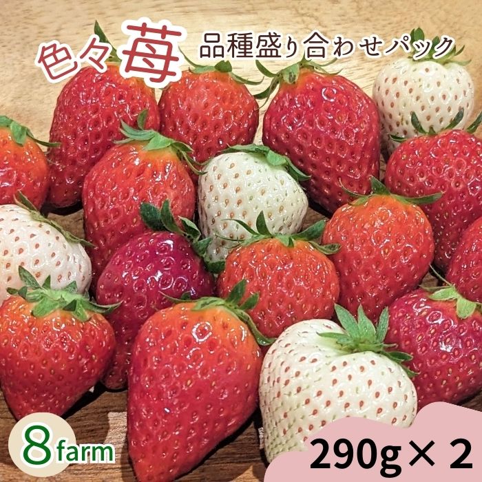【ふるさと納税】「色々苺」品種盛り合わせパック 品種がわかるメモ付き【2パック 4～6品種 苺  安来】